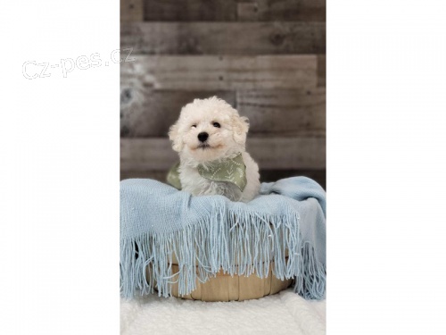 Bichon Fris� ; Bisonek ,pro skute�n� domovy.