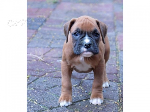 boxer �t��ata k dispozici pro nov� domovy