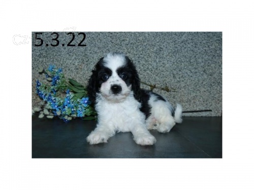 kavapoo (kaval�r king charles / pudl mix) �pan�l �t��ata, kte�� hledaj� nav�dy domovy.