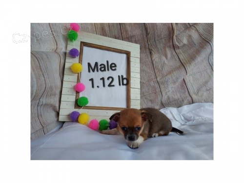 �t��ata civava zoufale tou�� po nov�ch rodi��ch