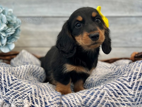 �t��ata jezev��ka k dispozici nyn� kontaktujte pro v�ce informac�