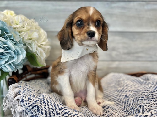 k dispozici �t��ata cavachon