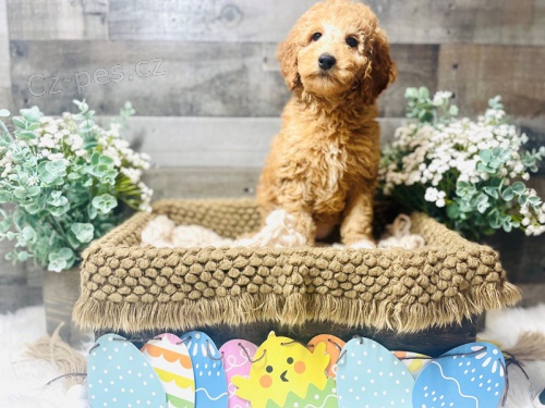 Seznamte se s Mini Goldendoodle p�ipraven�m vyrazit