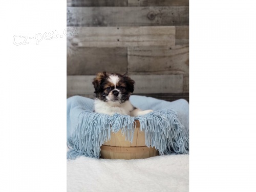 pomchi (pomeranian + Shih Tzu ) p�ipraveno j�t