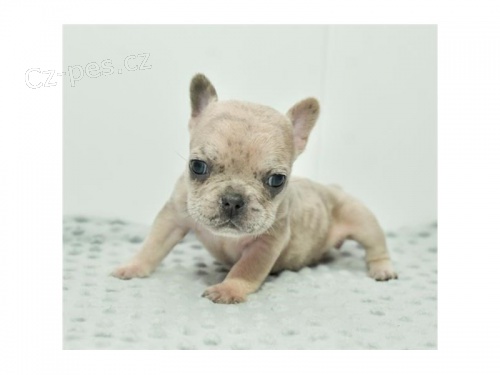 bila �t��ata  francouzsk�ho buldo�ka p�ipravena j�t co nejd��ve