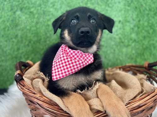 N�meck� ov��k do nov�ch domov�