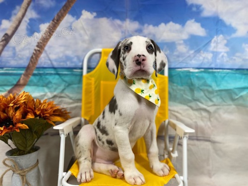 N�meck� doga pro nov� domovy