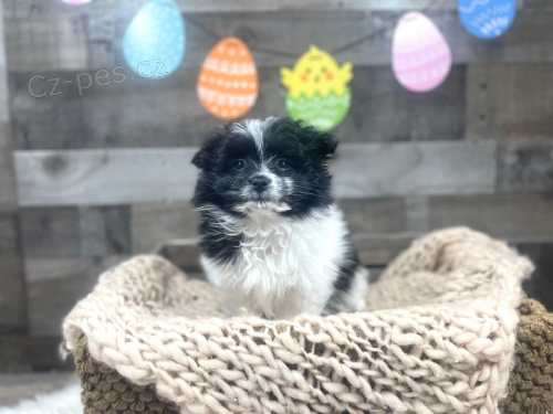 HavaPom ( Havanese + Pomeranian ) pro nov� domovy