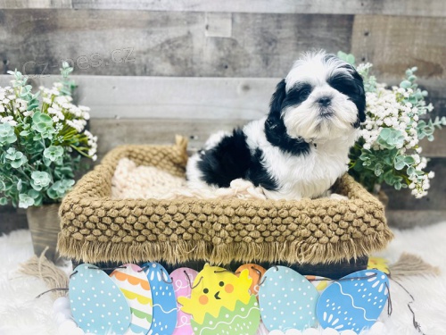 samci a samice �t��ata shih tzu zoufale pot�ebuj� co nejd��ve nov� domovy