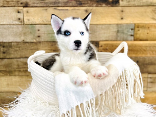 �t���tka sibi�sk�ho husky pro adopci. kontakt pro v�ce informac� a obr�zk�