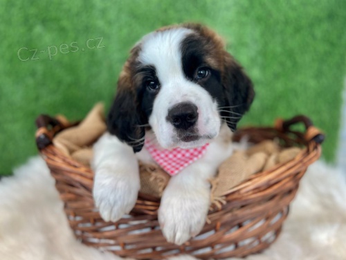 �t��ata svat�ho bernarda dostupn�