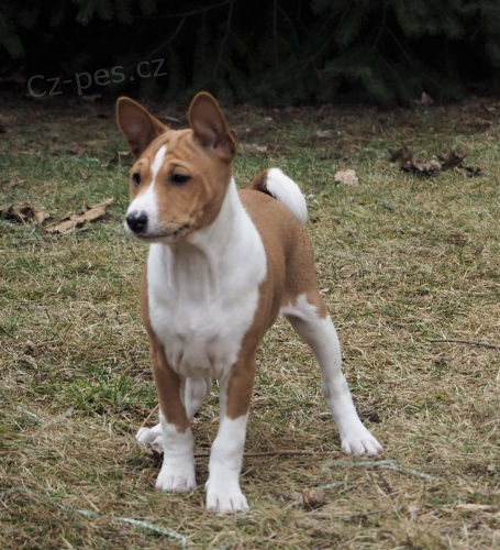 2 Basenji loveck� �t��ata muzy a zeni