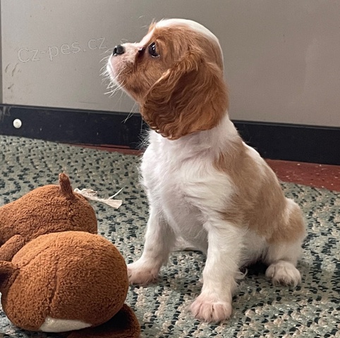 �t��ata kaval�r king charles �pan�l