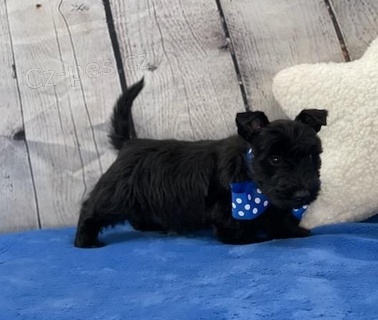 �t��ata Skotsk� teri�r k dispozici