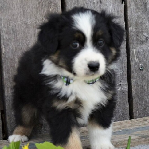 �t��ata Australsk� ov��k k dispozici