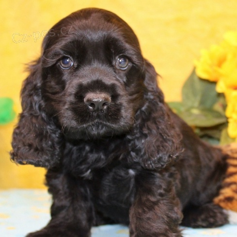 �t��ata anglick� kokr�pan�l k dispozici