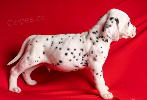 �t��ata Dalmatin k dispozici