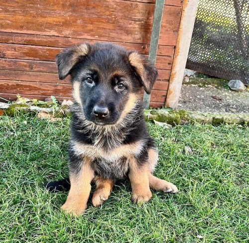 �t��ata N�meck� ov��k k dispozici