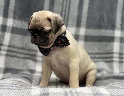 �t��ata Mops k dispozici