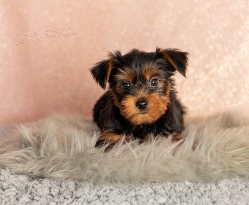 �t��ata Jork��rsk� teri�r k dispozici