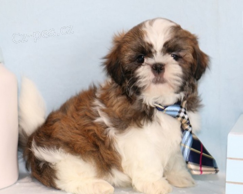 �t��ata Shih-Tzu k dispozici