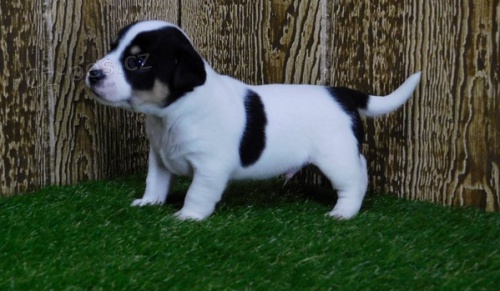 �t��ata Jack Russell Terrier k dispozici