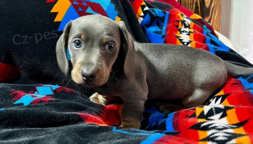 �t��ata Jezev��k k dispozici