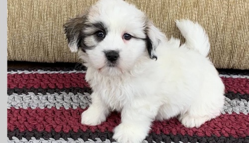 �t��ata Coton de Tulear k dispozici