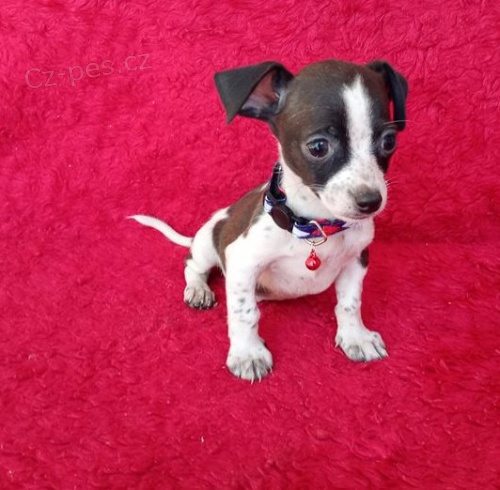 �t��ata �ivava k dispozici