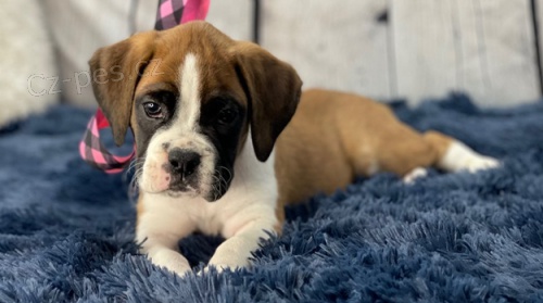 �t��ata Boxersk� k dispozici