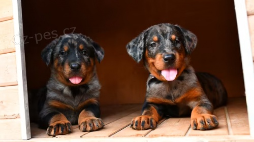 �t��ata Beauceron k dispozici