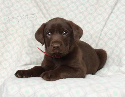 �t��ata Labradorsk� retr�vr k dispozici