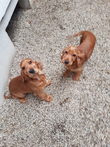 �t��ata anglick�ho kokr�pan�la zoufale tou�� po nov�ch domovech