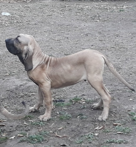 �t��ata fila brazilka fila fila