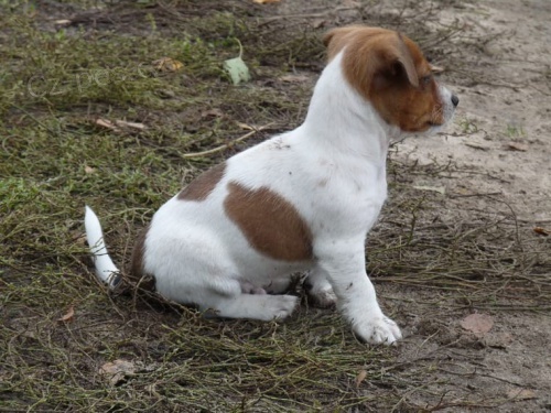 �t��ata Jack Russell Terrier zoufale tou�� po nov�ch rodi��ch