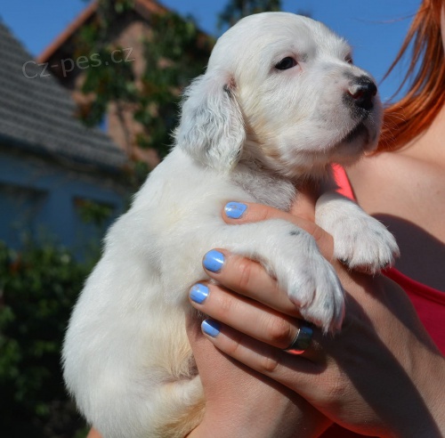 anglick� setr mu�sk� a �ensk�