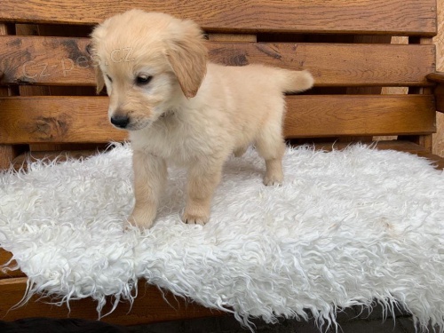 Zlat� retr�vr na prodej bez PP