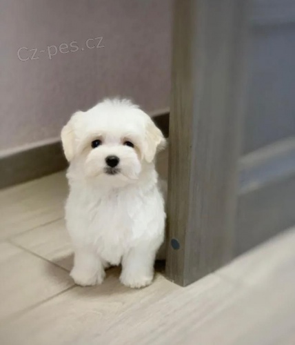  Malt�zsk� ps�k bez PP