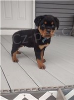 �t��ata rottweiler�.