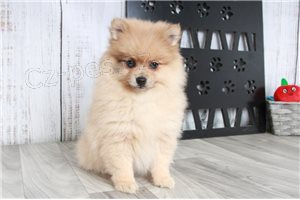 Pomeransk� �t��ata.