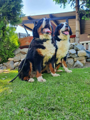 Bernsk� sala�nick� pes