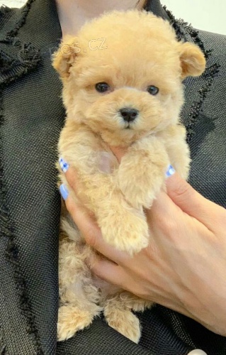 kr�sn� mini o�kovan� a od�erven� �t���tka pudla k adopci.