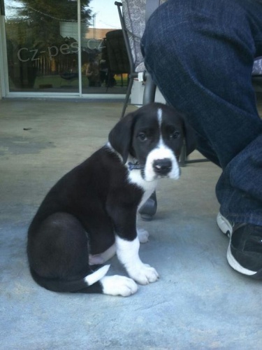 Zdrav� a kr�sn� �t��ata n�meck� dogy k adopci.