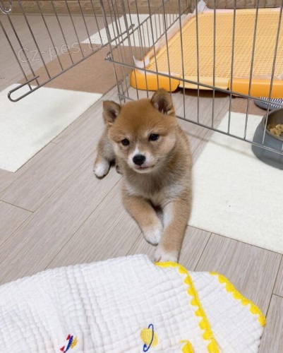 Rozko�n� o�kovan� �t���tka mini shiba inu k adopci