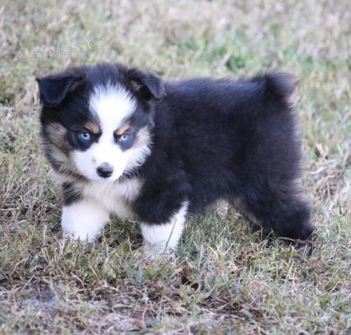 Rozko�n� �t���tka australsk�ho ov��ka k adopci