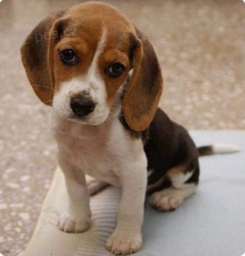 mini t��barevn� �t��ata b�gla k adopci. 