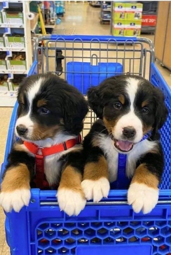 o�kovan� a od�erven� �t��ata bernsk�ho sala�nick�ho psa k adopci