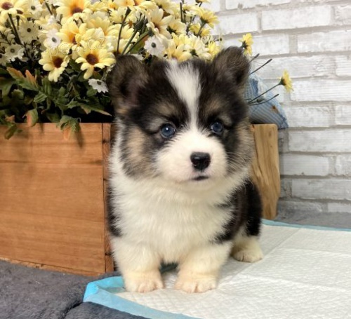 kr�sn� a zdrav� o�kovan� �t��ata Pembroke Welsh Corgi k adopci