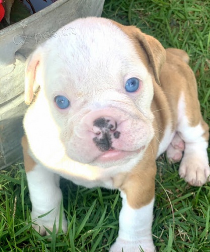 Kr�sn� �t��ata anglick�ho buldo�ka k adopci