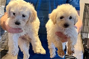 Maltsk� �t��ata.